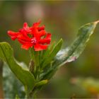 Malteserkreuz (Lychnis chalcedonica)