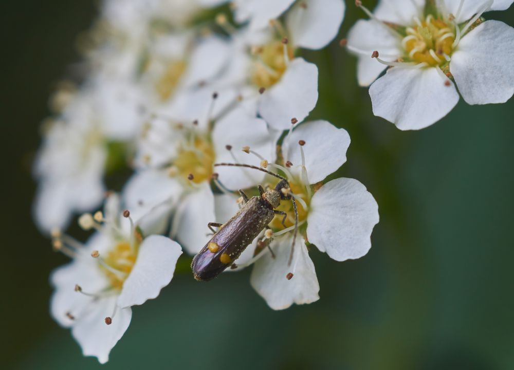 Malthodes oder Malthinus Foto & Bild natur, insekten, tiere Bilder