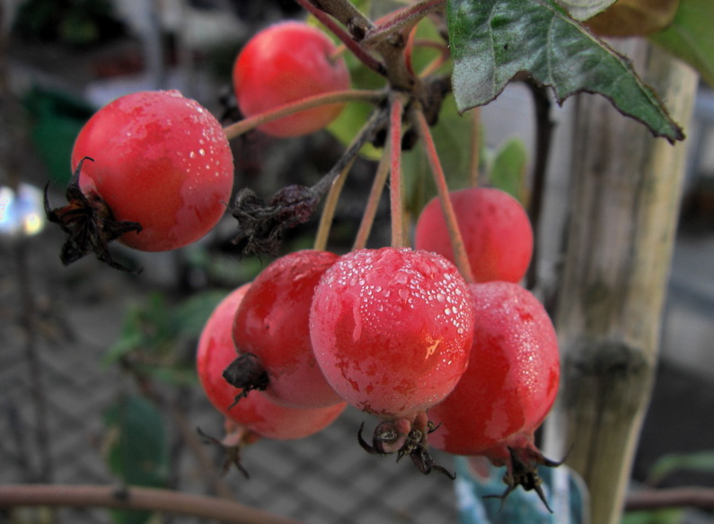 Malus Apfel am Morgen