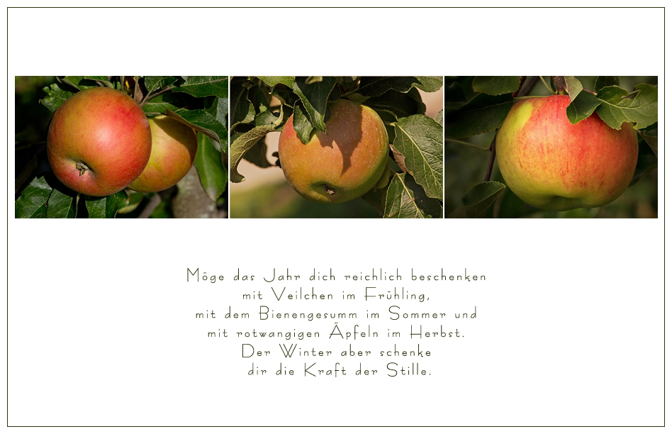 Malus - Apfel