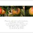 Malus - Apfel