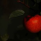 Malus-der Apfel
