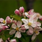 Malus domestica...