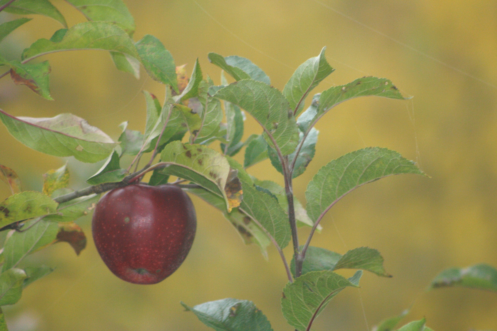 Malus domestica