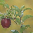 Malus domestica