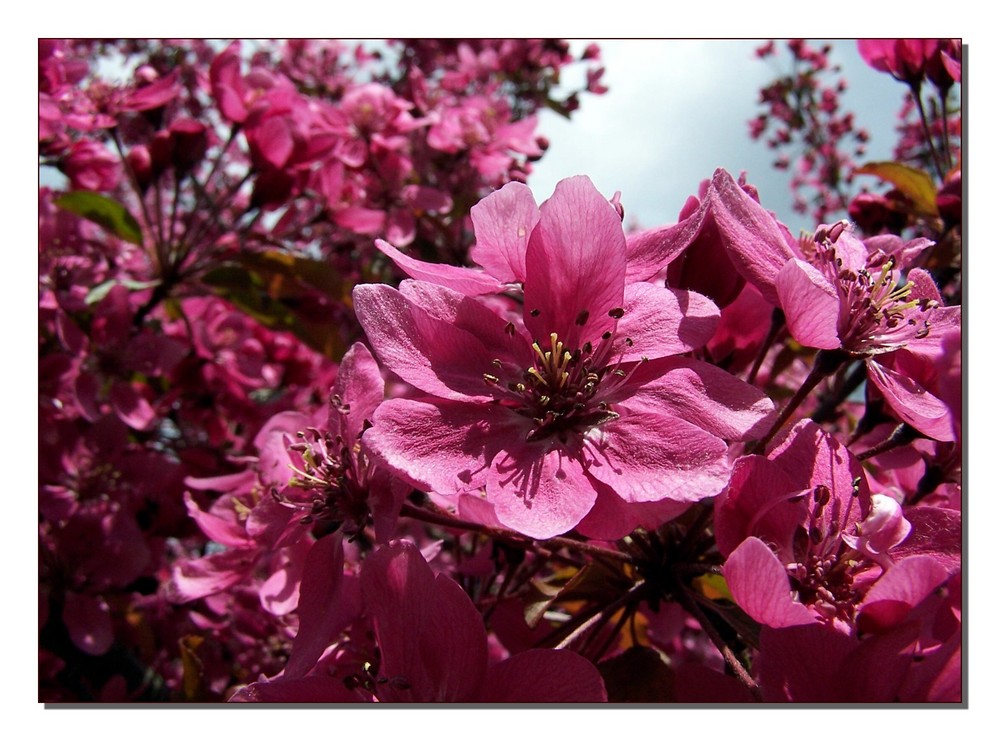 Malus floribunda