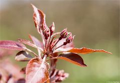 Malus Liset Zierapfel