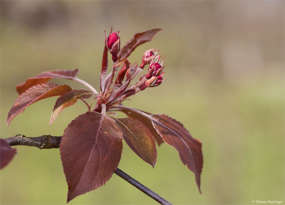 Malus Liset Zierapfel.