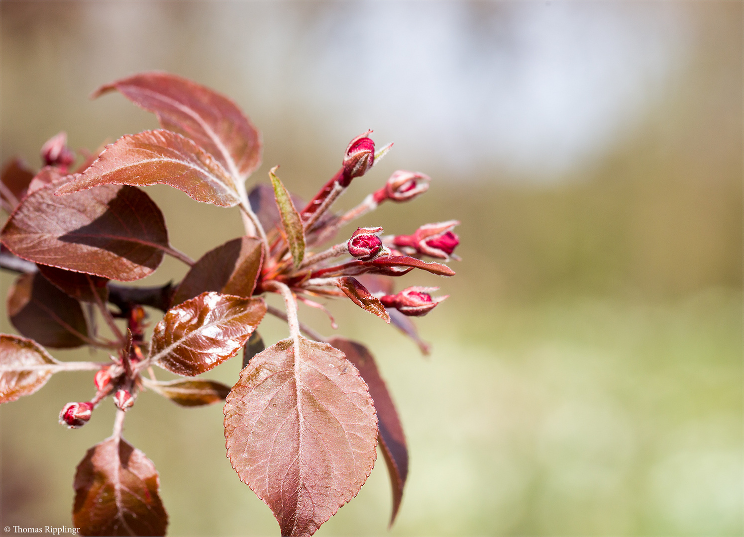 Malus Liset Zierapfel..