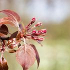 Malus Liset Zierapfel..