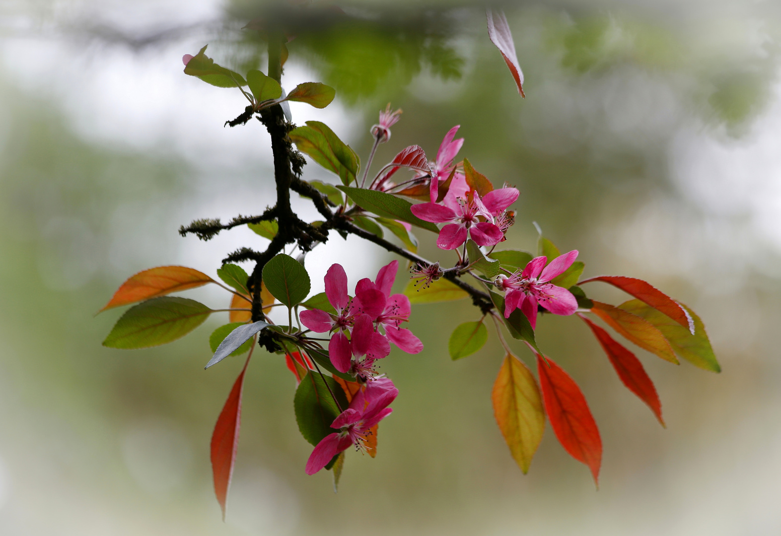 Malus purpurea