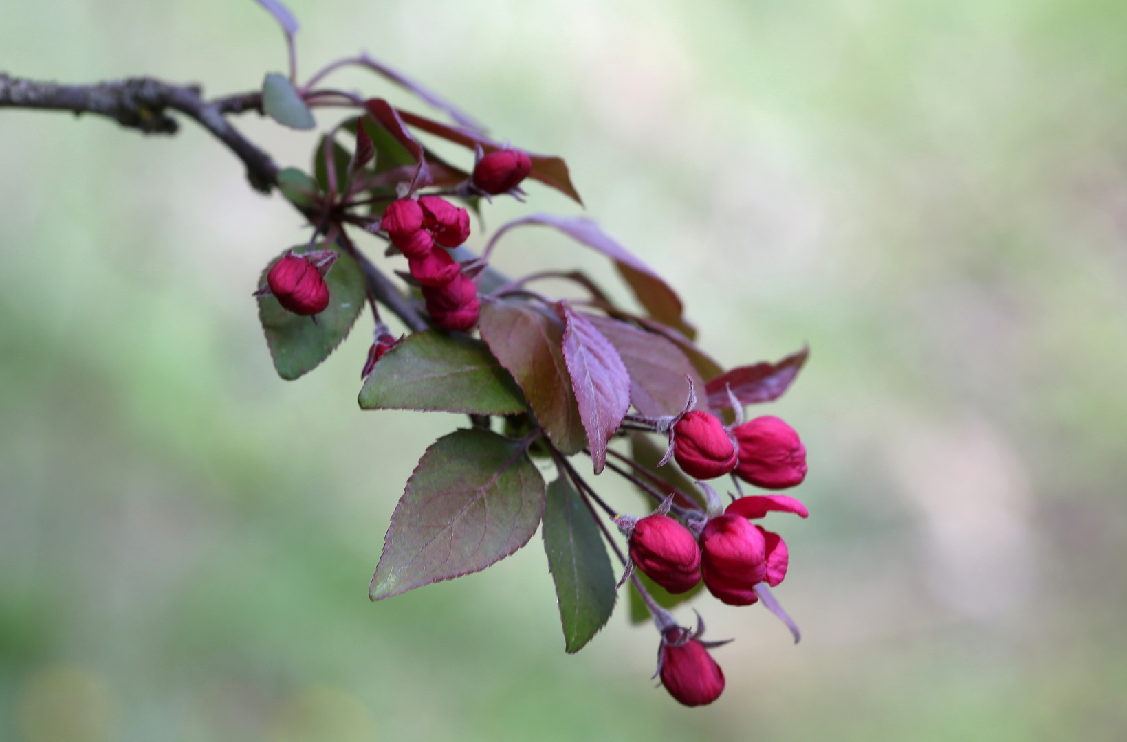 Malus purpurea