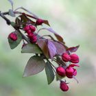 Malus purpurea