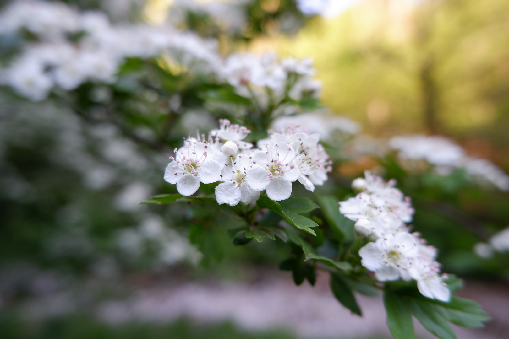 Malus Sylvestris