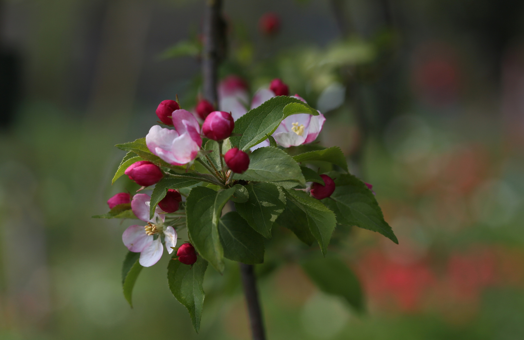 Malus sylvestris