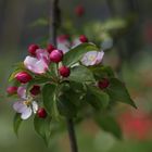 Malus sylvestris