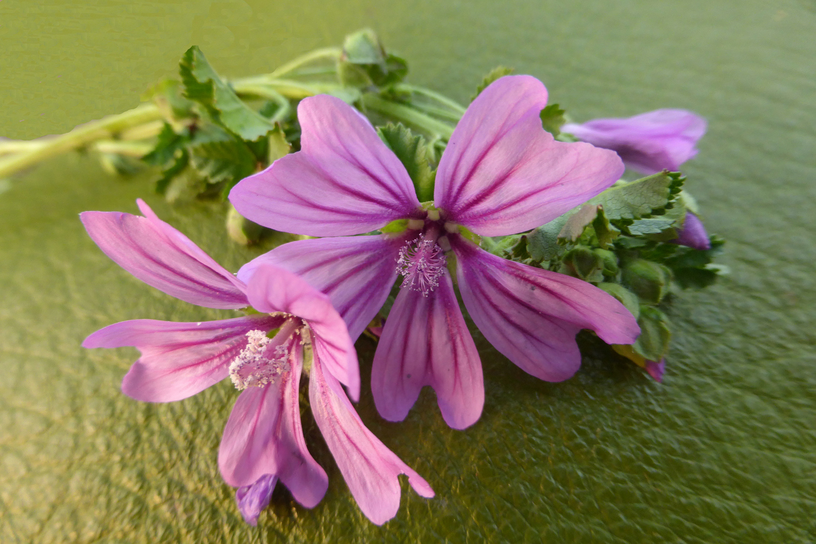 Malva