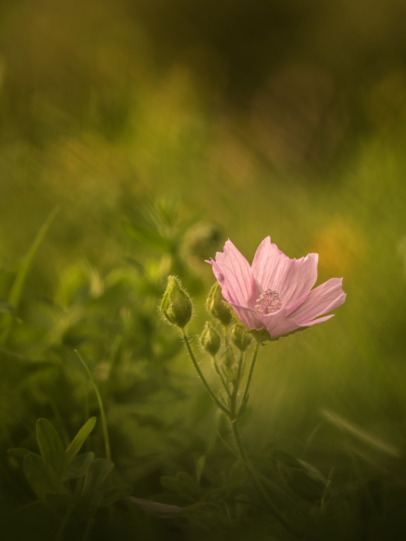 Malva Moschata