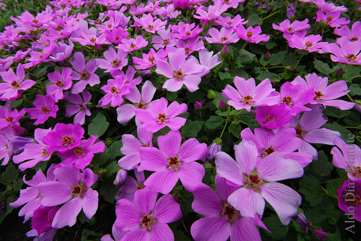 Malva Silvestre