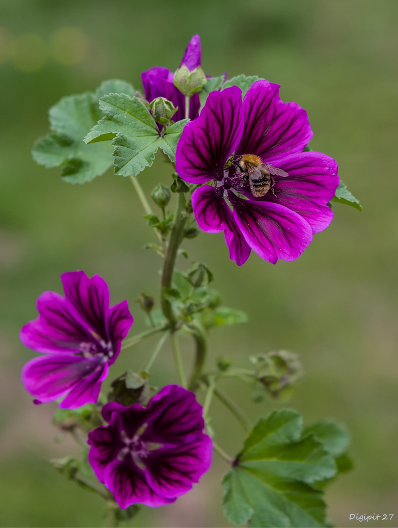 Malva sylvestris 2020-01