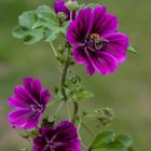 Malva sylvestris 2020-01