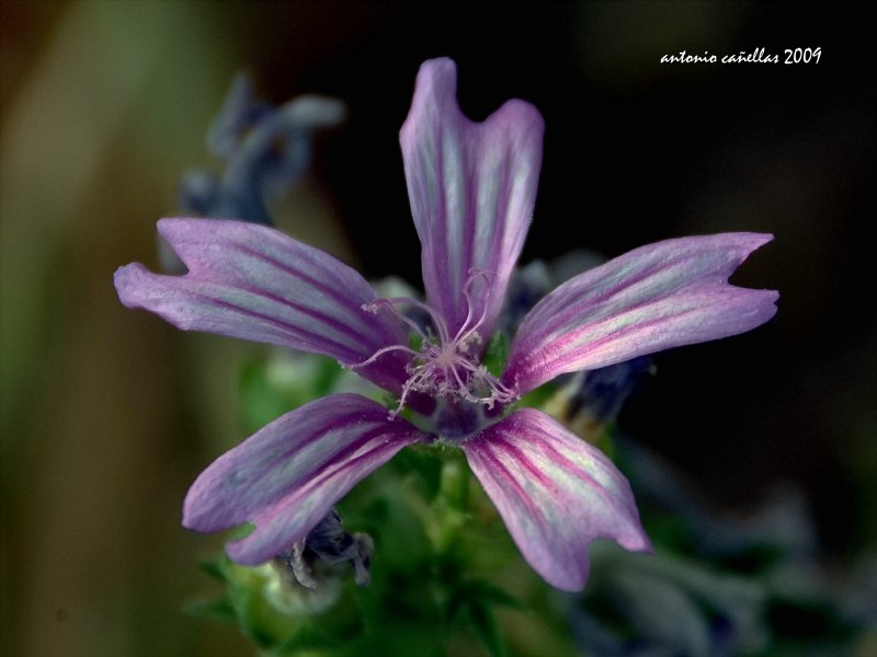 Malva Sylvestris