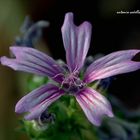 Malva Sylvestris