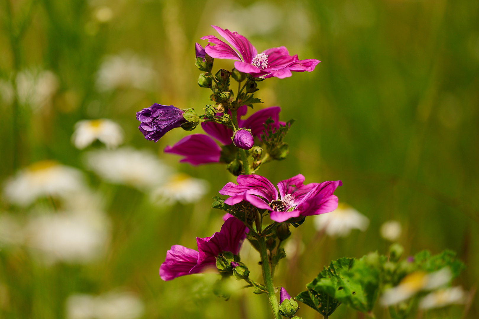 Malva sylvestris