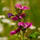 Malva sylvestris