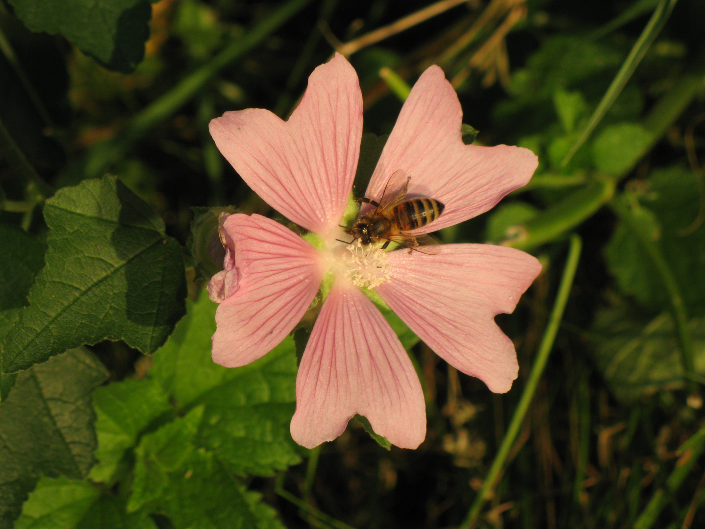 malva sylvestris