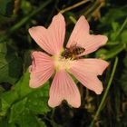 malva sylvestris