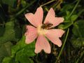 malva sylvestris von Vera M. Shulga 