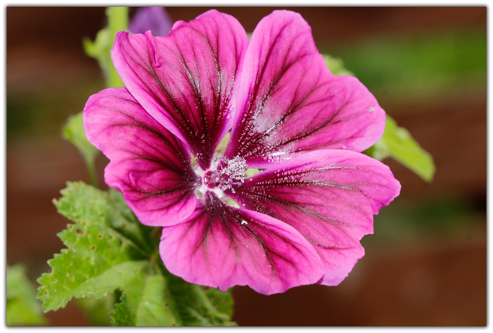 Malva sylvestris  ( Mauretanische Malve 