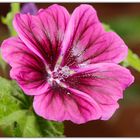 Malva sylvestris  ( Mauretanische Malve 