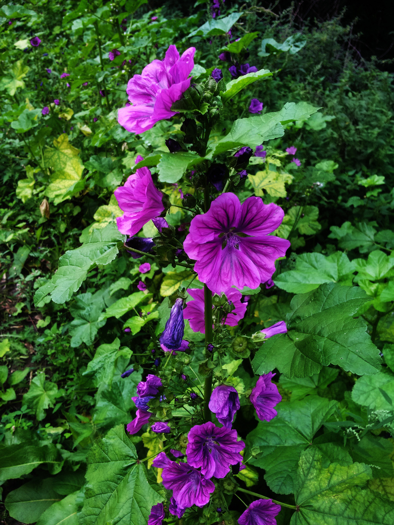 Malva sylvestris subsp. mauritiana