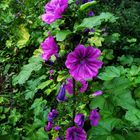 Malva sylvestris subsp. mauritiana