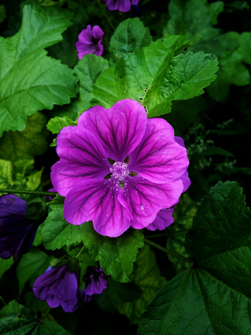 Malva sylvestris subsp. mauritiana