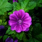 Malva sylvestris subsp. mauritiana