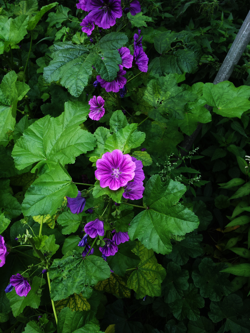 Malva sylvestris subsp. mauritiana