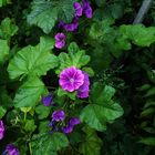 Malva sylvestris subsp. mauritiana