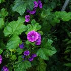 Malva sylvestris subsp. mauritiana II