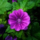 Malva sylvestris subsp. mauritiana III