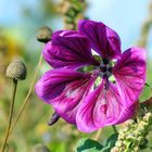 Malva sylvestris, Wilde Malve