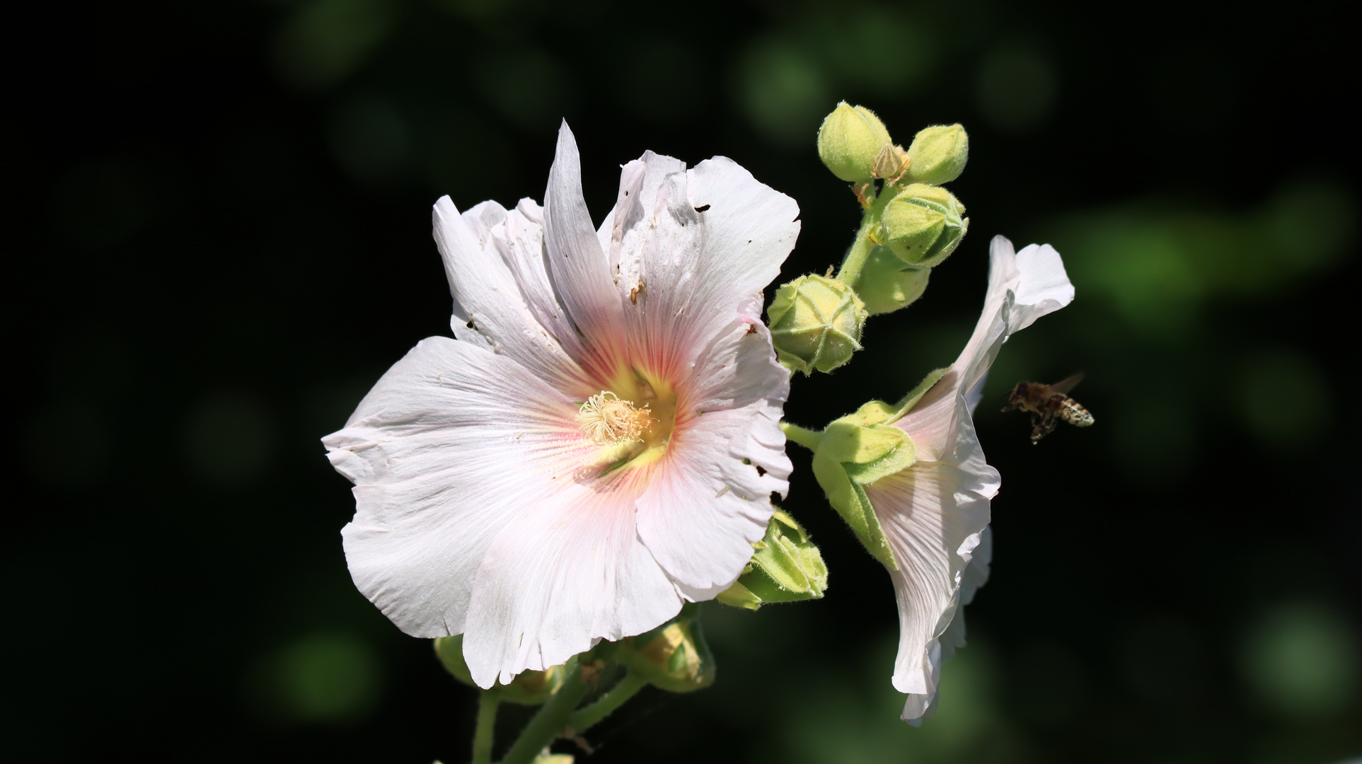 Malvaceae - Malva L.