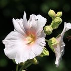 Malvaceae - Malva L.