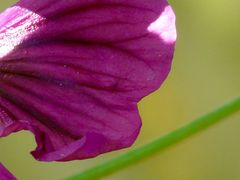 Malve Blütenblatt Detailansicht P1240096