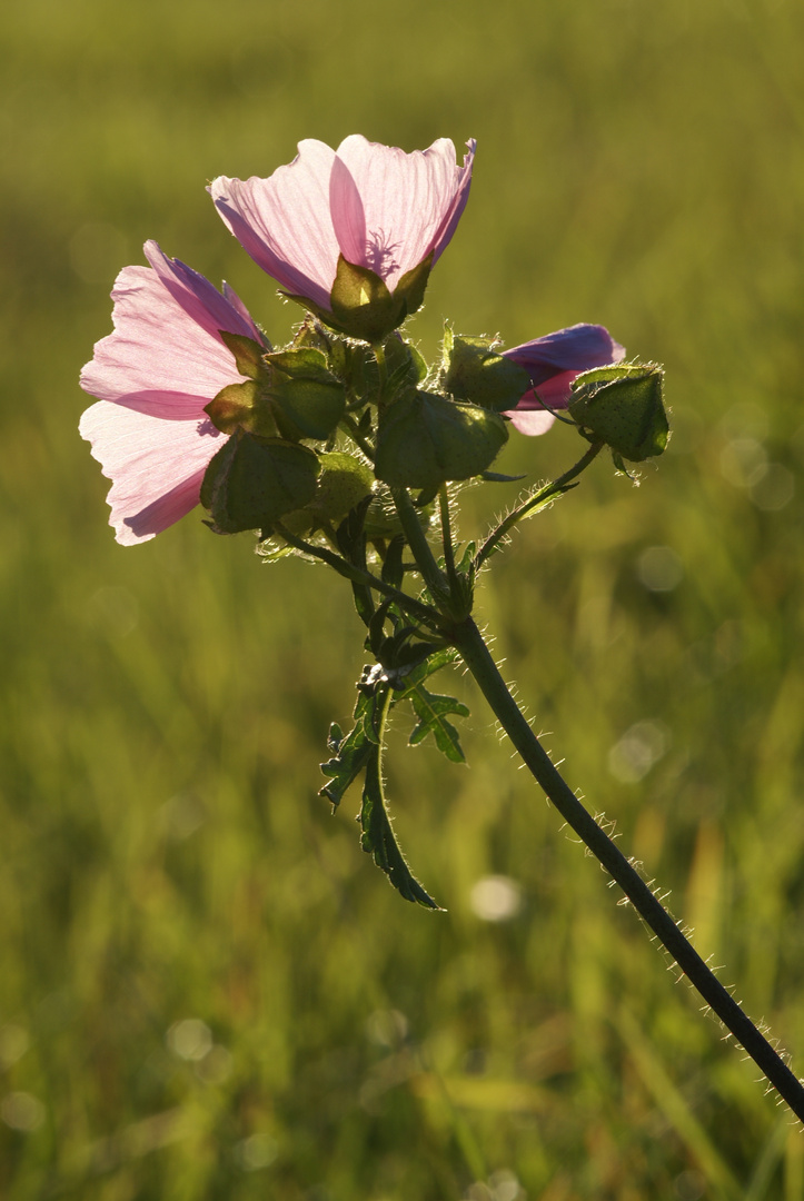 Malve im Abendlicht