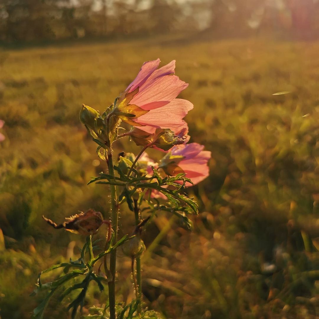 Malve im Sonnenuntergang 