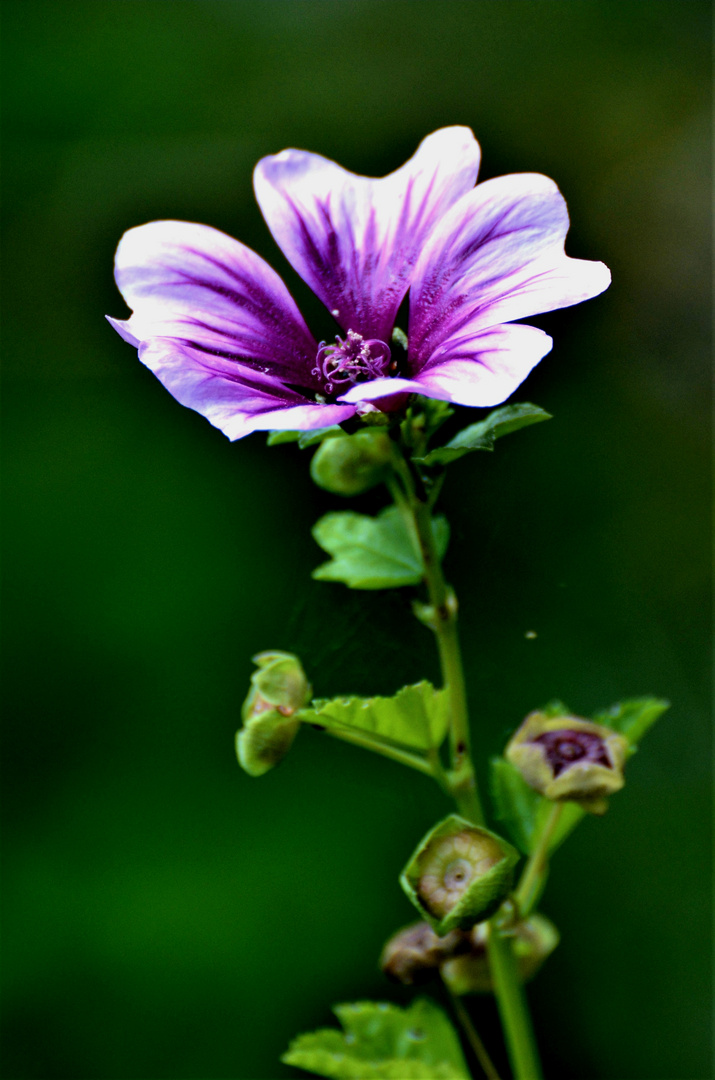 Malve in meiner Wildblumenwiese 