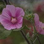 Malve  (Malva) 